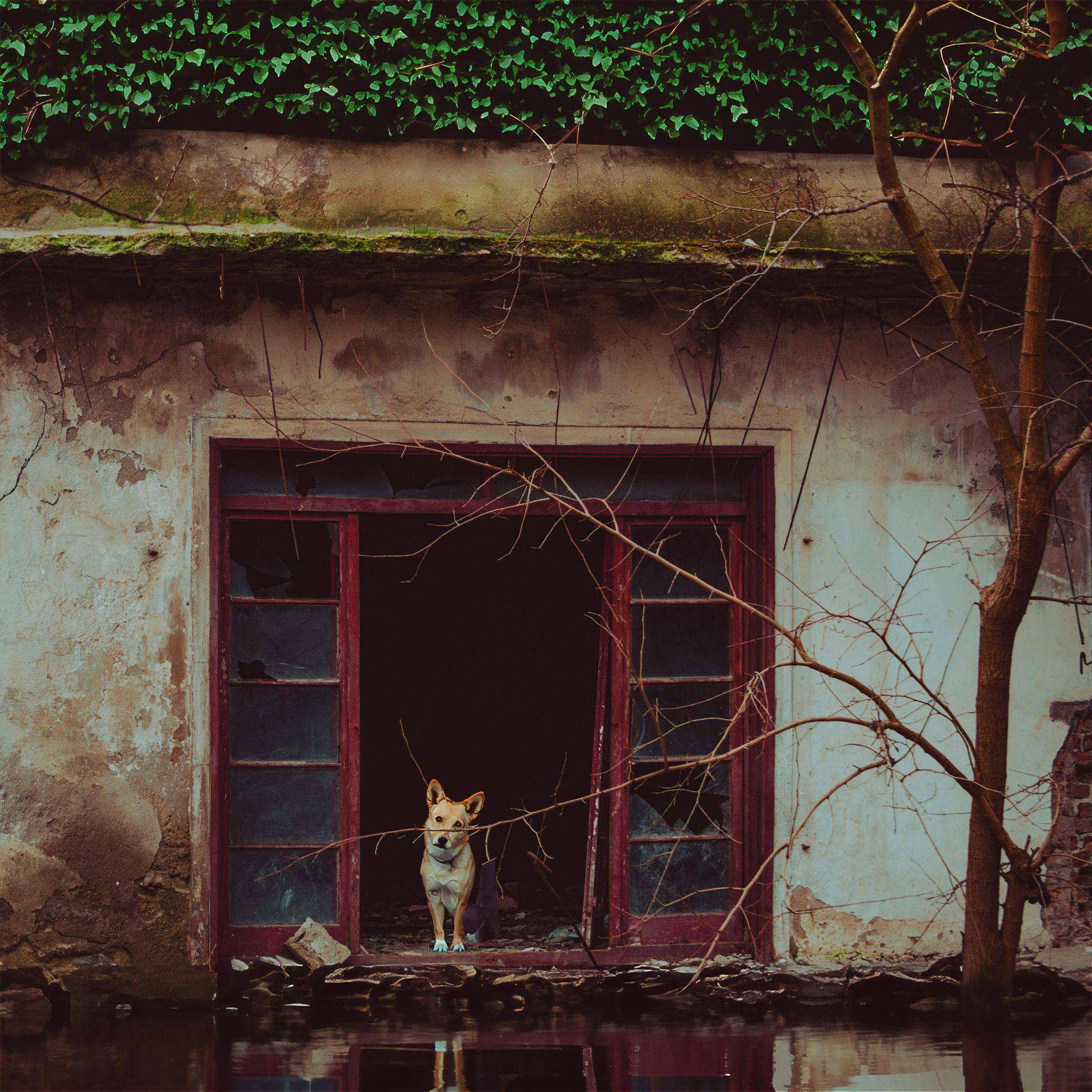 A dog standing in front of a building with broken windows, completely damaged by rainfall.