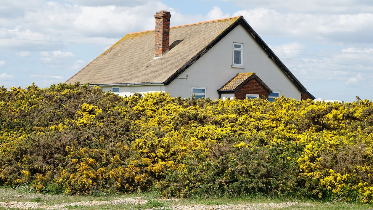 The image shows a house partially hidden behind a vibrant yellow-flowering bush, with a bright sky and clouds in the background.